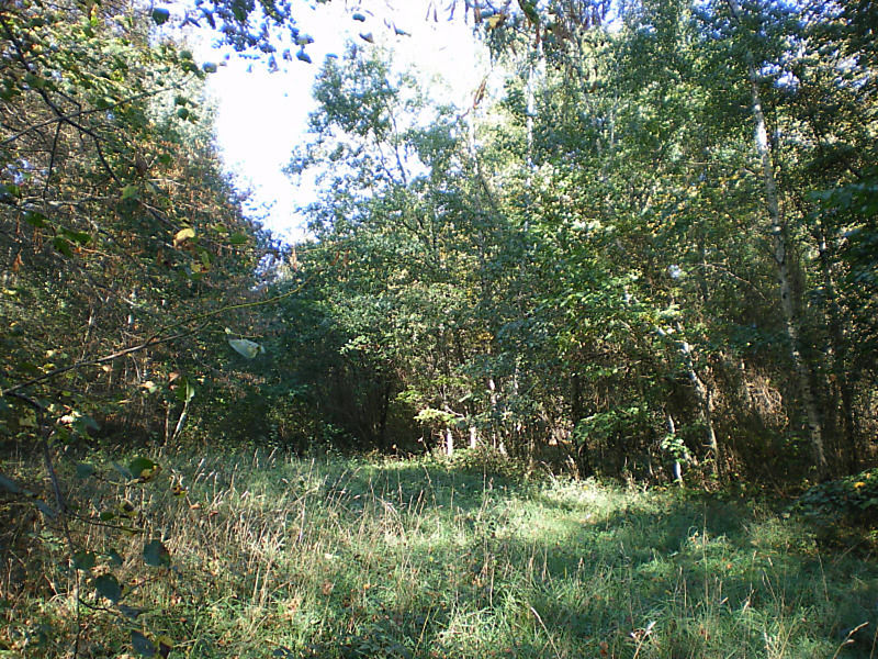 La ruche Pensée sauvage