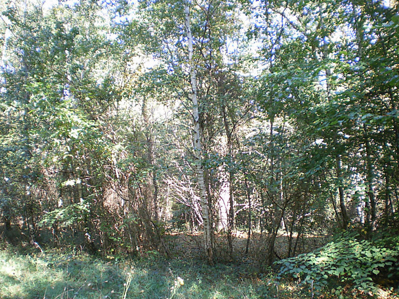 La ruche Pensée sauvage