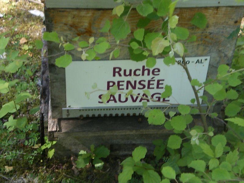 La ruche Pensée sauvage