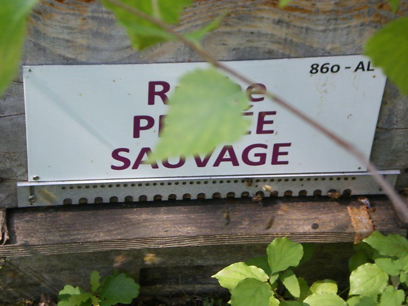 La ruche Pensée sauvage