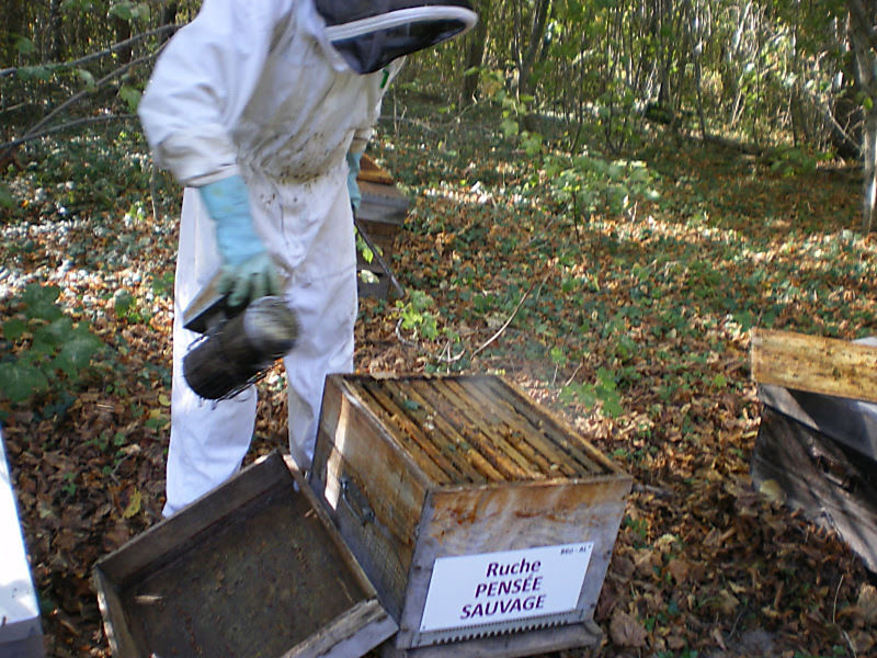 La ruche Pensée sauvage
