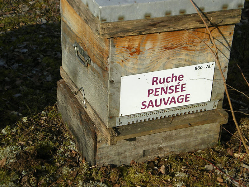 La ruche Pensée sauvage