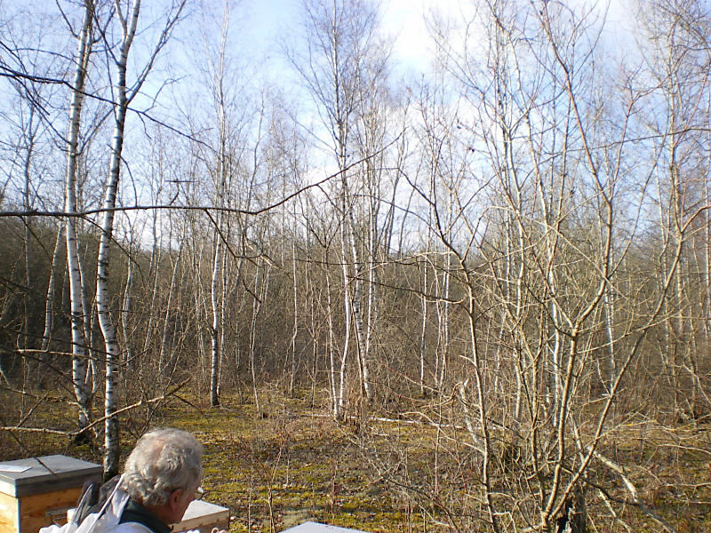 La ruche Pensée sauvage