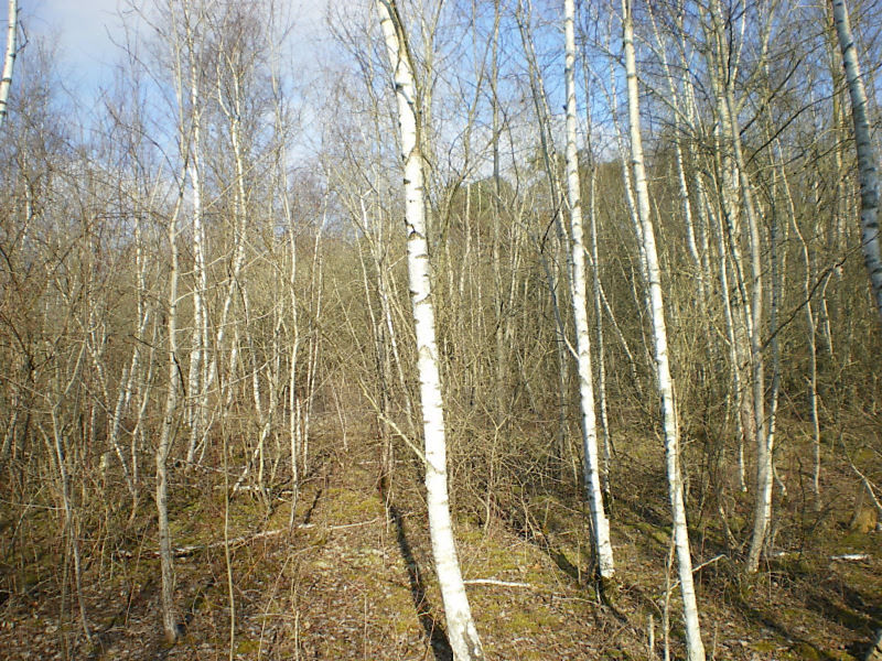 La ruche Pensée sauvage