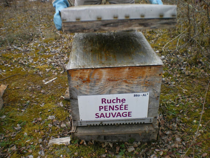 La ruche Pensée sauvage