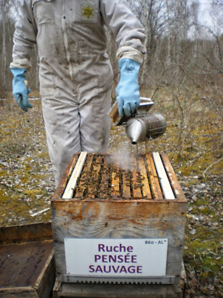 La ruche Pensée sauvage