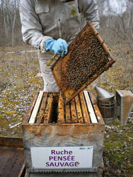 La ruche Pensée sauvage