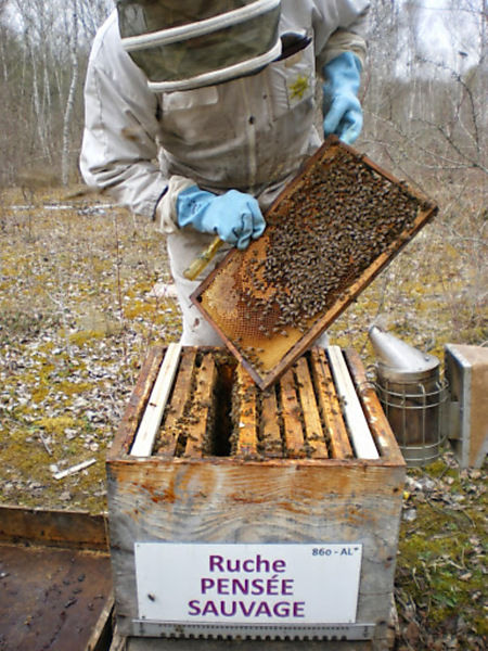 La ruche Pensée sauvage