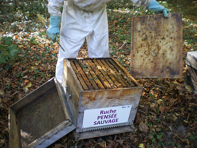 La ruche Pensée sauvage