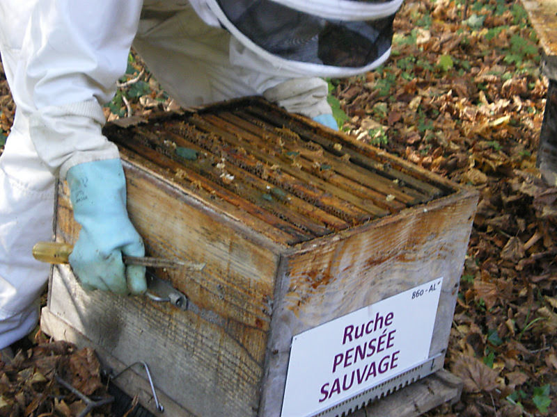 La ruche Pensée sauvage