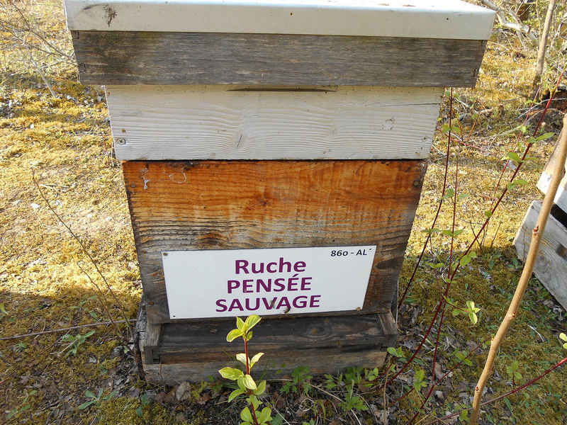 La ruche Pensée sauvage