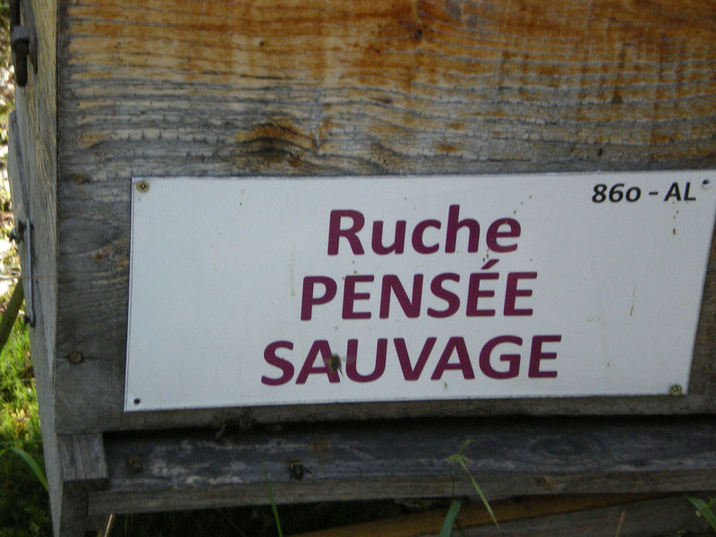 La ruche Pensée sauvage