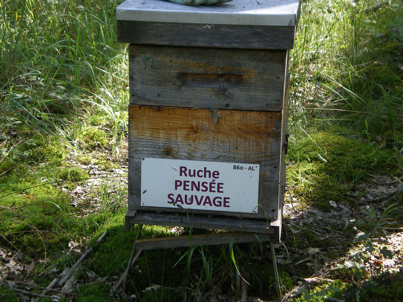 La ruche Pensée sauvage