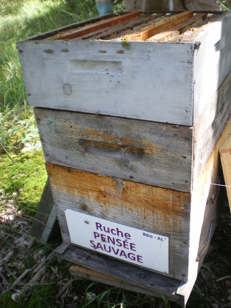La ruche Pensée sauvage