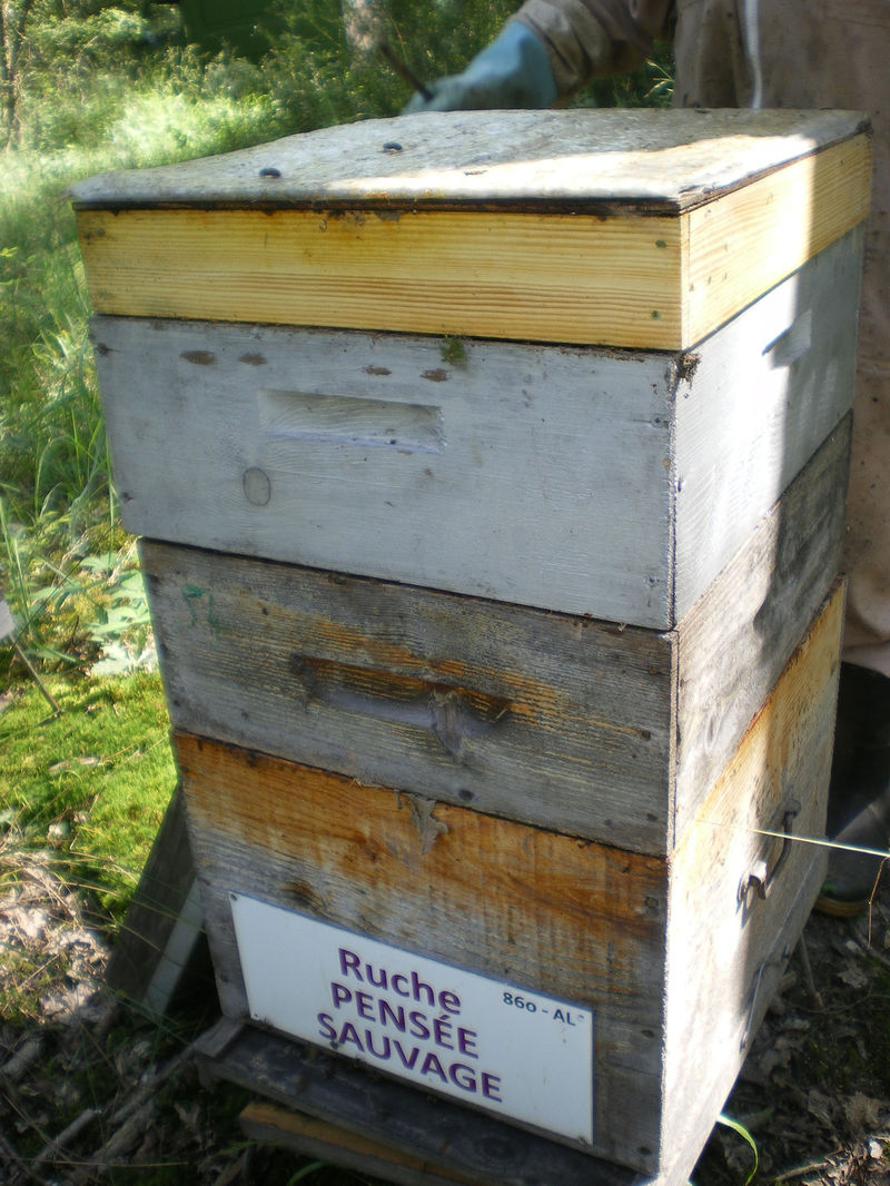 La ruche Pensée sauvage