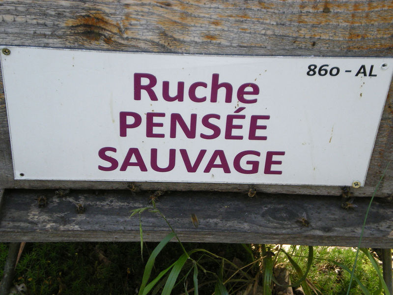 La ruche Pensée sauvage