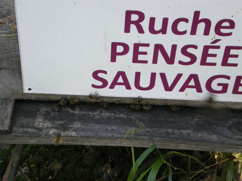 La ruche Pensée sauvage