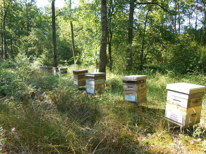 La ruche Pensée sauvage