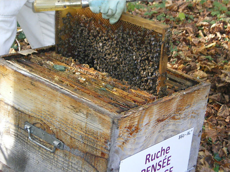 La ruche Pensée sauvage