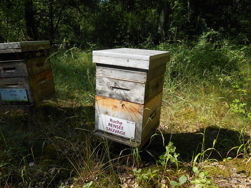 La ruche Pensée sauvage