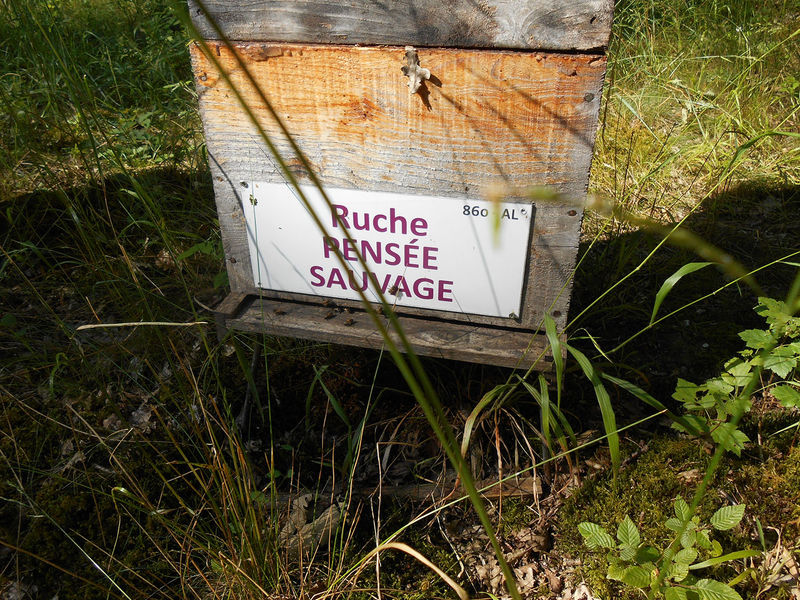 La ruche Pensée sauvage