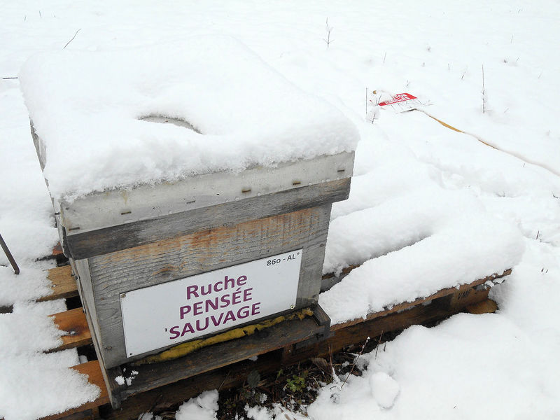 La ruche Pensée sauvage