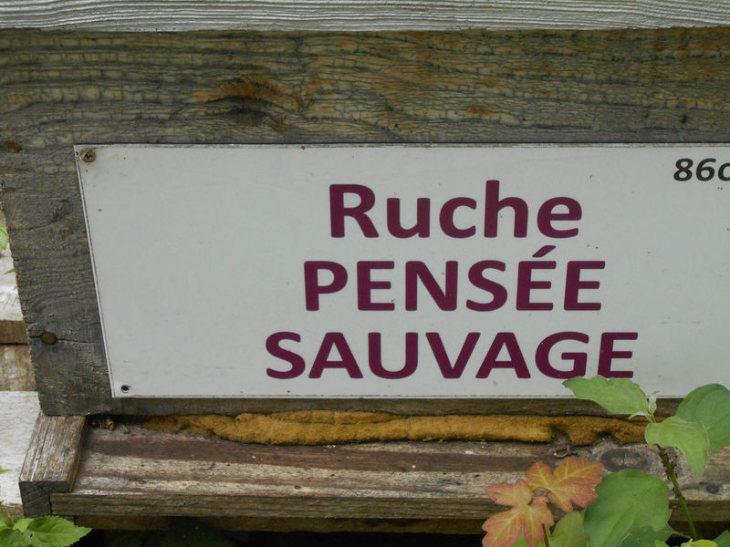 La ruche Pensée sauvage