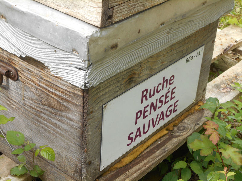 La ruche Pensée sauvage