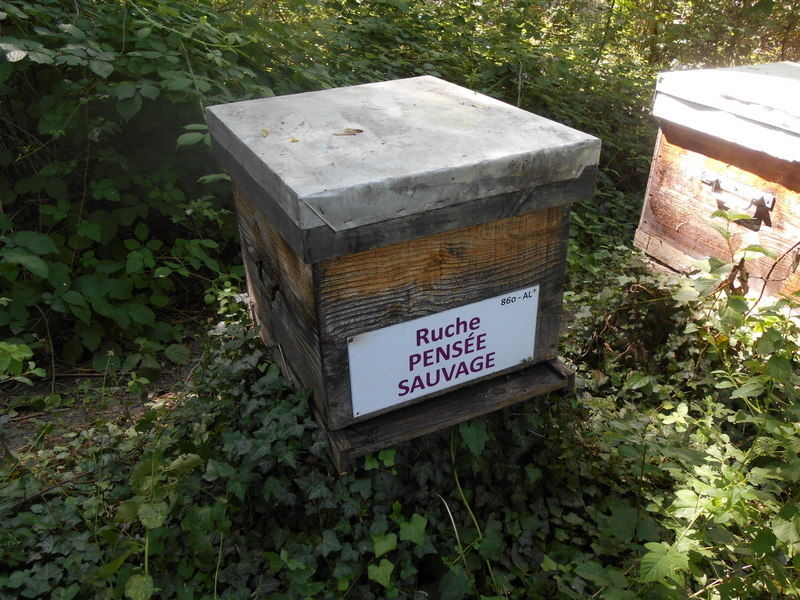La ruche Pensée sauvage
