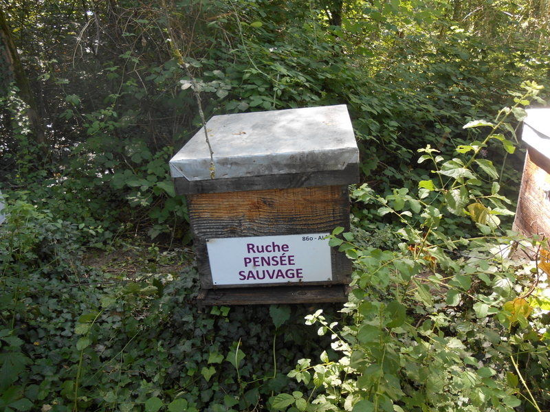 La ruche Pensée sauvage