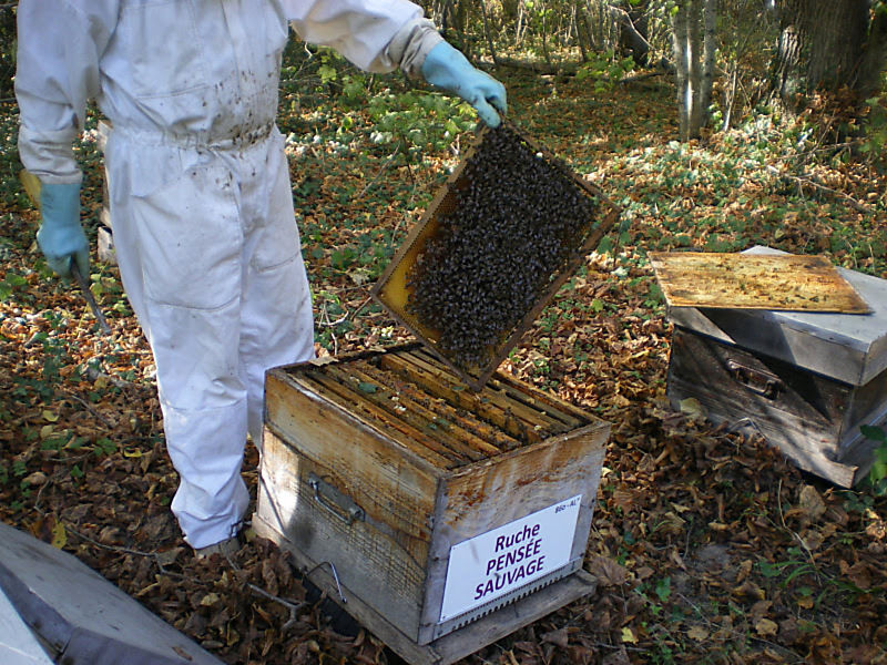 La ruche Pensée sauvage