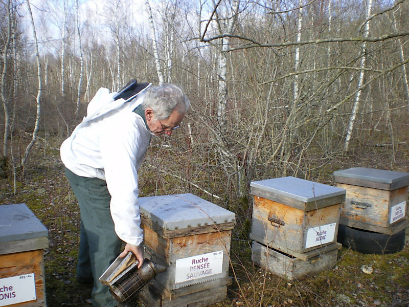La ruche Pensée sauvage