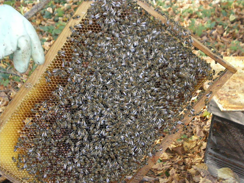 La ruche Pensée sauvage