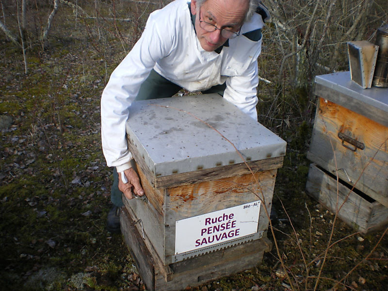 La ruche Pensée sauvage