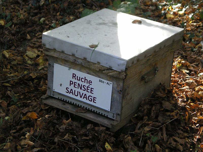 La ruche Pensée sauvage