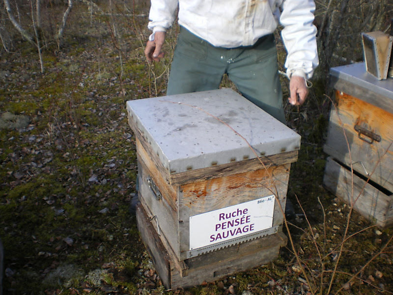 La ruche Pensée sauvage