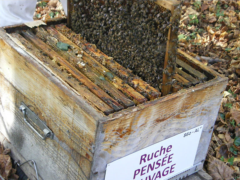 La ruche Pensée sauvage