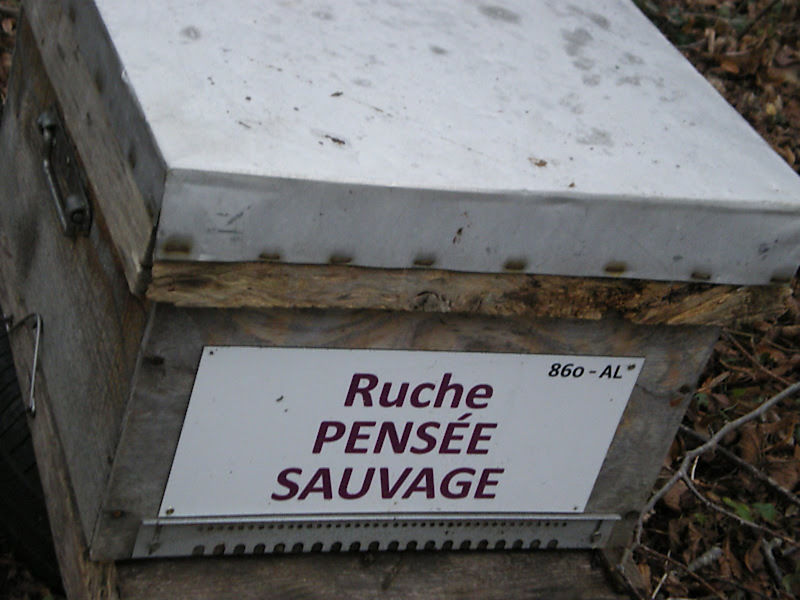 La ruche Pensée sauvage
