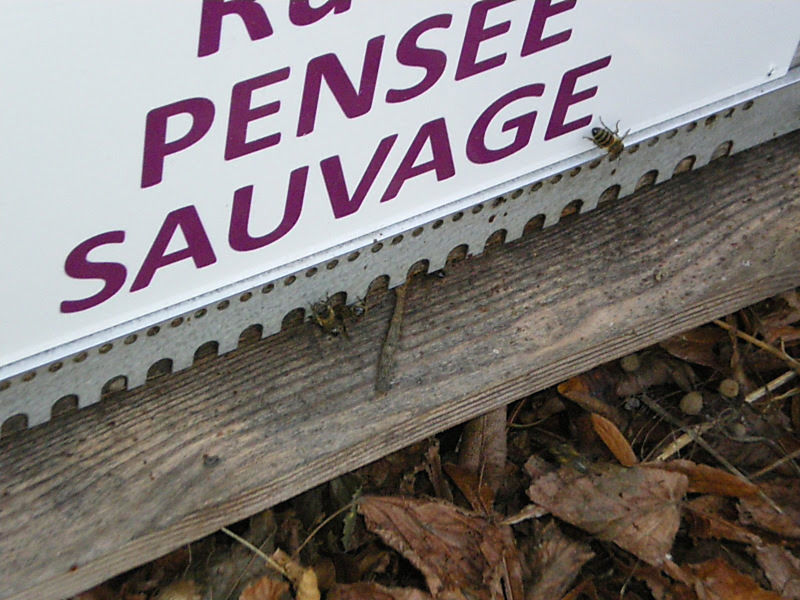 La ruche Pensée sauvage