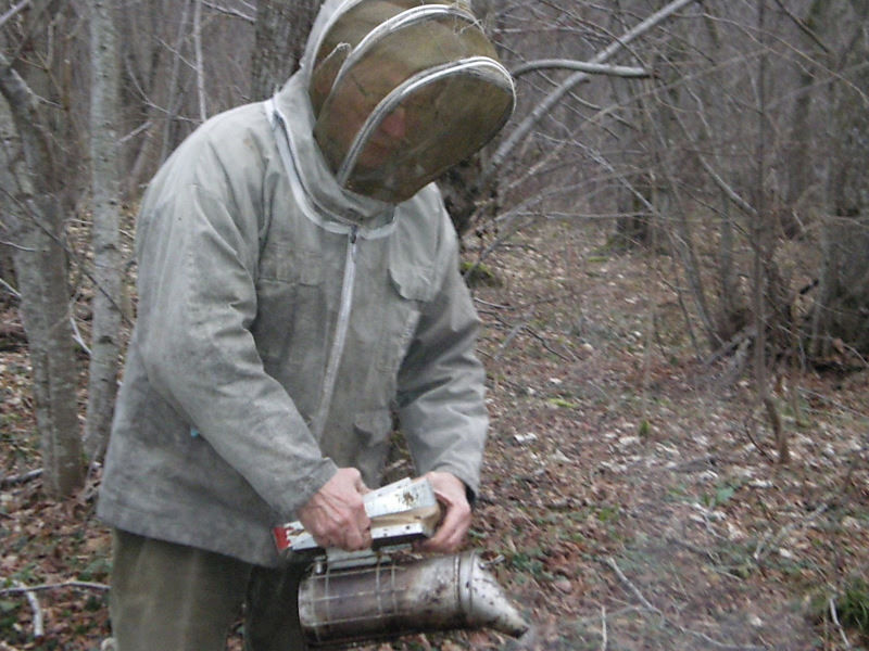 La ruche Pensée sauvage