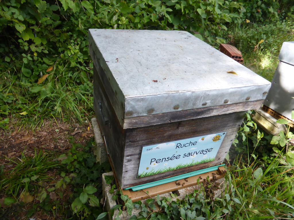La ruche Pensée sauvage