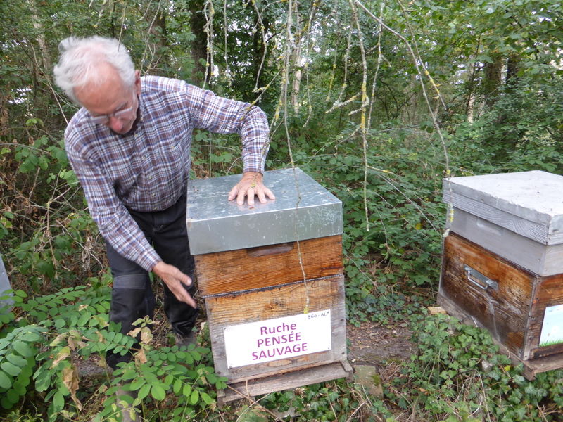 La ruche Pensée sauvage