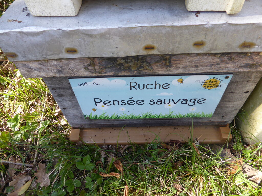 La ruche Pensée sauvage