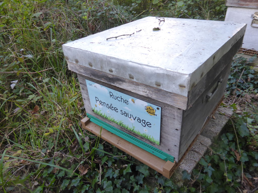 La ruche Pensée sauvage