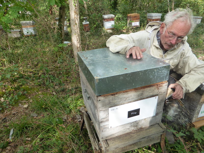 La ruche Pensée sauvage