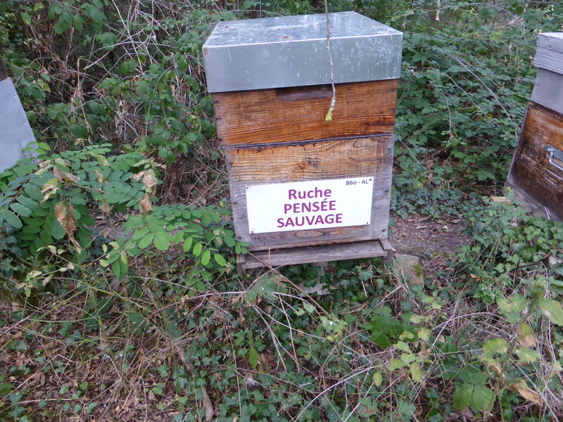 La ruche Pensée sauvage