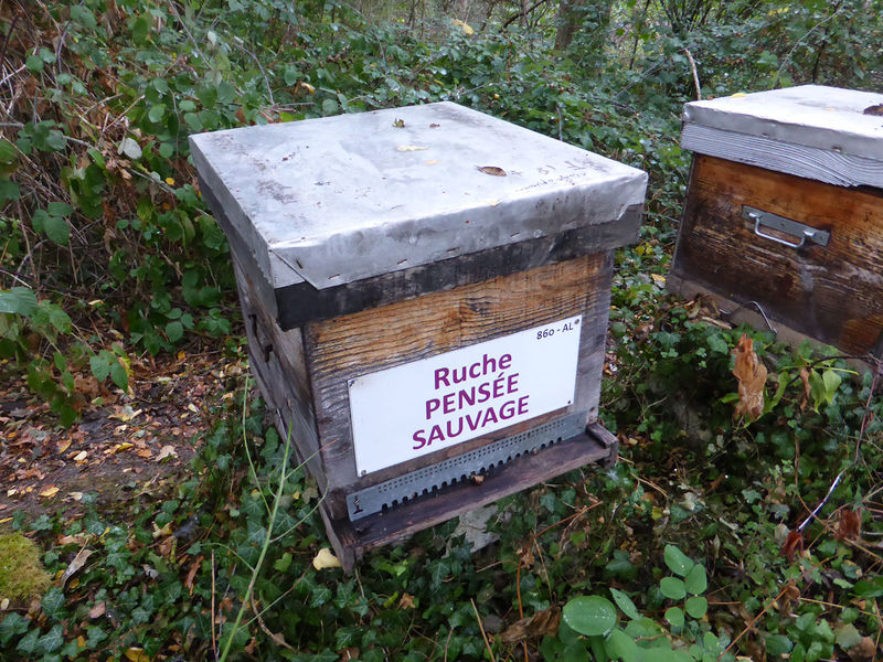 La ruche Pensée sauvage