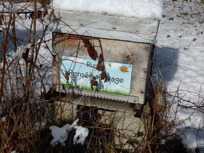 La ruche Pensée sauvage