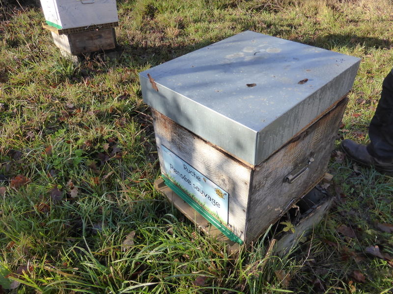 La ruche Pensée sauvage