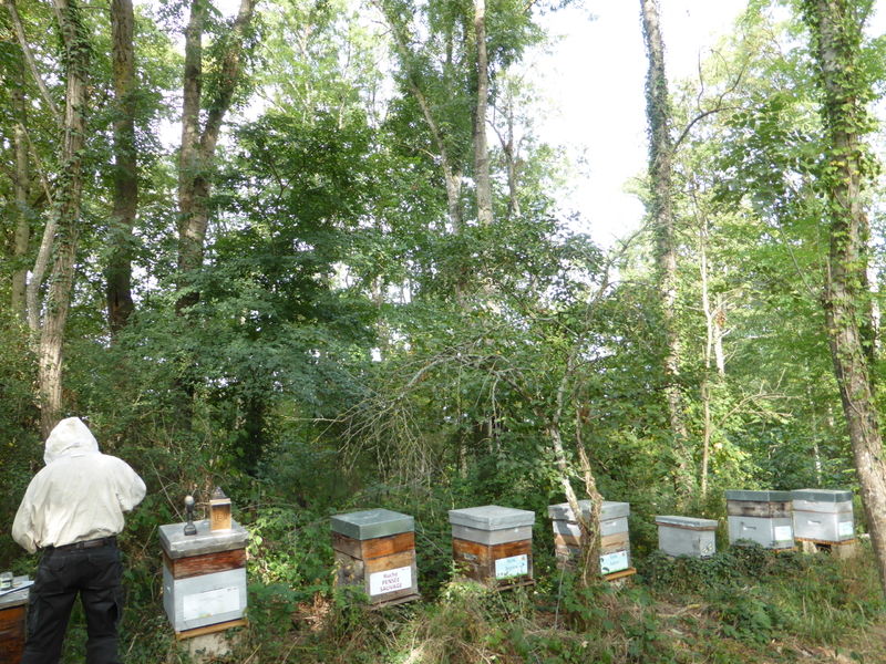 La ruche Pensée sauvage